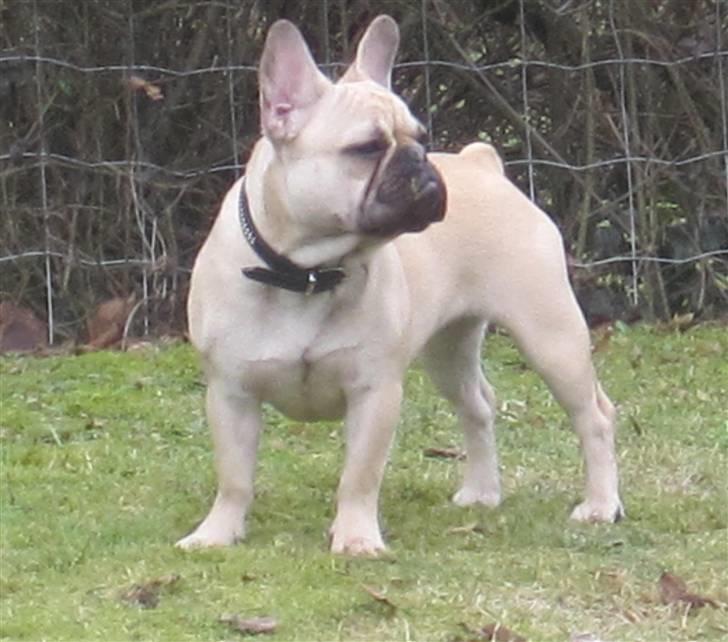 Fransk bulldog silldorff´s Papaya(freja) billede 9