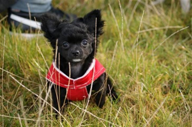 Chihuahua Sille billede 1