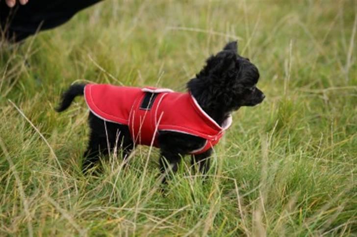 Chihuahua Sille billede 2