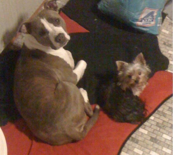 Amerikansk staffordshire terrier Monique billede 9