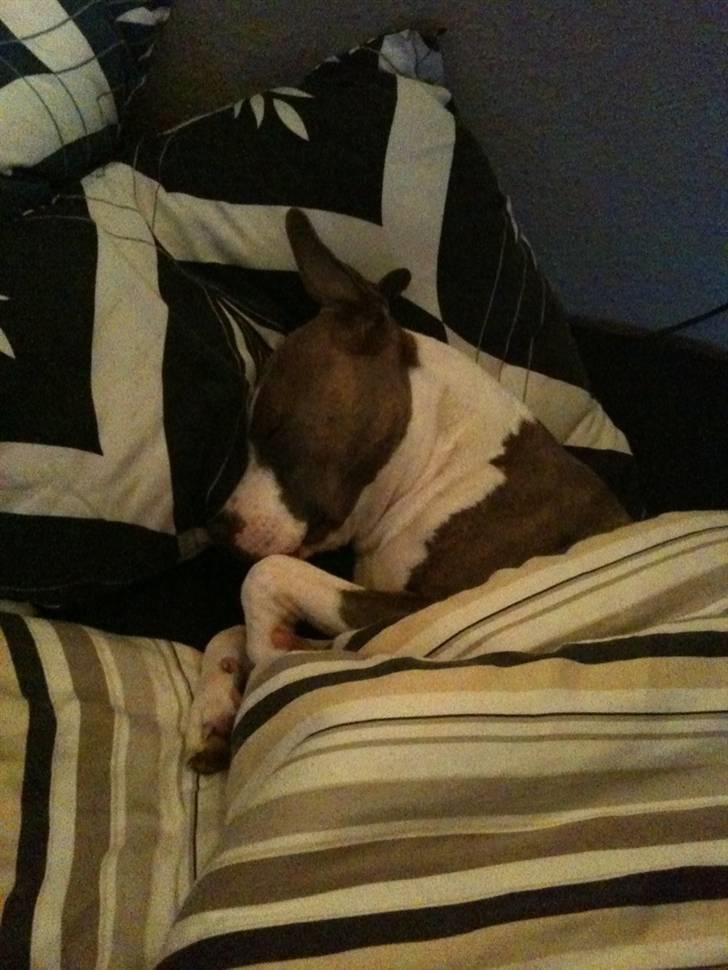 Amerikansk staffordshire terrier Monique billede 10