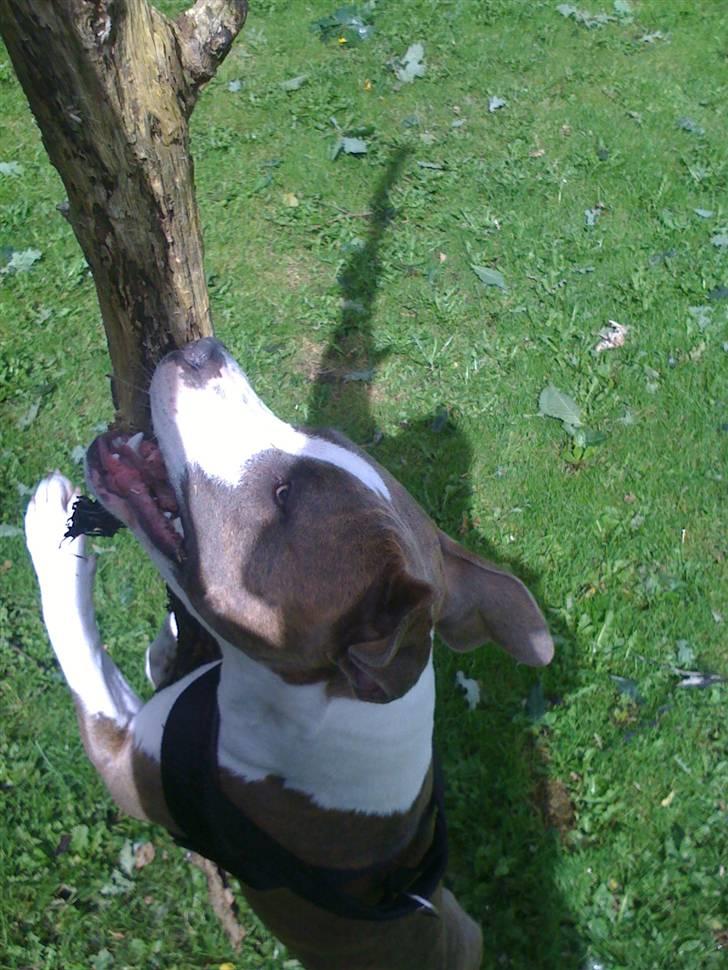Amerikansk staffordshire terrier Monique billede 11