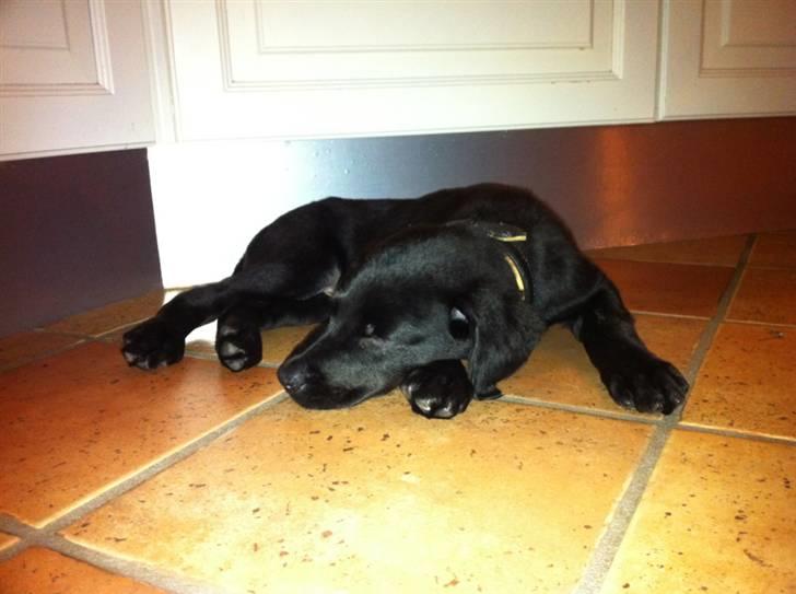 Blanding af racer Selma billede 2