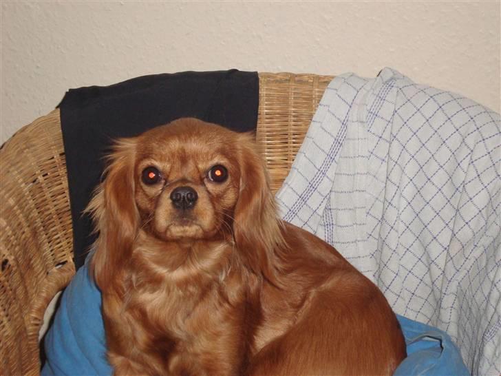Cavalier king charles spaniel Frølundens Zabi billede 12