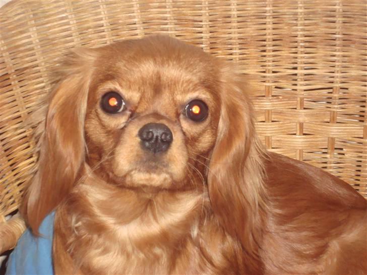 Cavalier king charles spaniel Frølundens Zabi billede 13