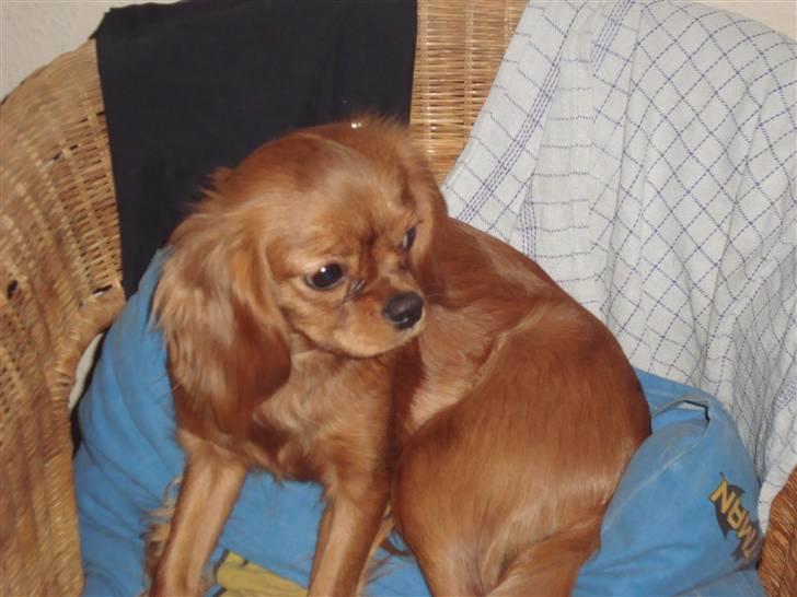 Cavalier king charles spaniel Frølundens Zabi billede 14