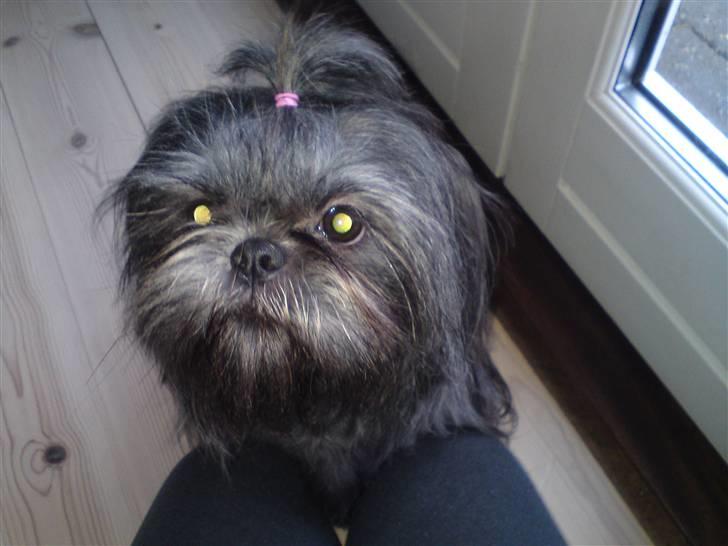 Shih tzu Matilde - Matilde 16-01/11 billede 9
