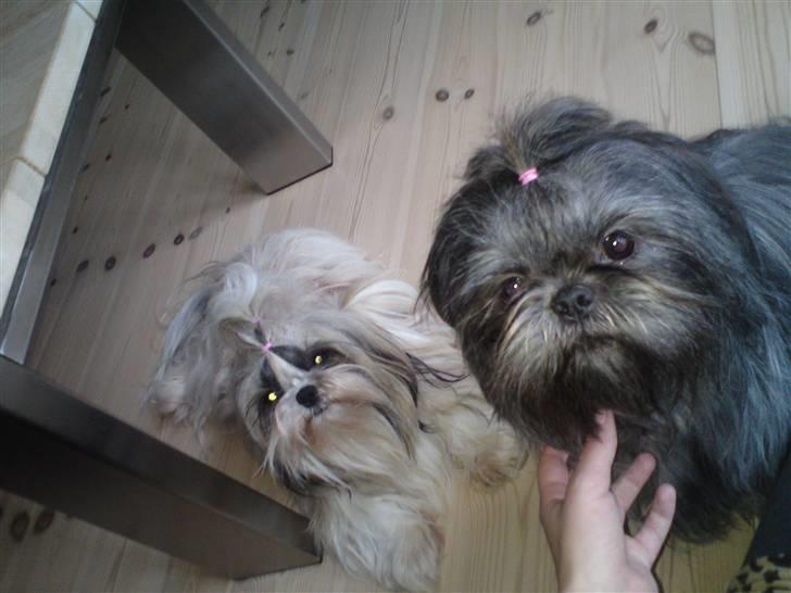 Shih tzu Matilde - Matilde og Amanda <3 16-01/11 billede 10