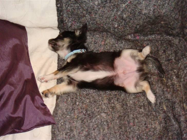 Chihuahua Benji - (Basse) - Feder den i sofaen billede 6