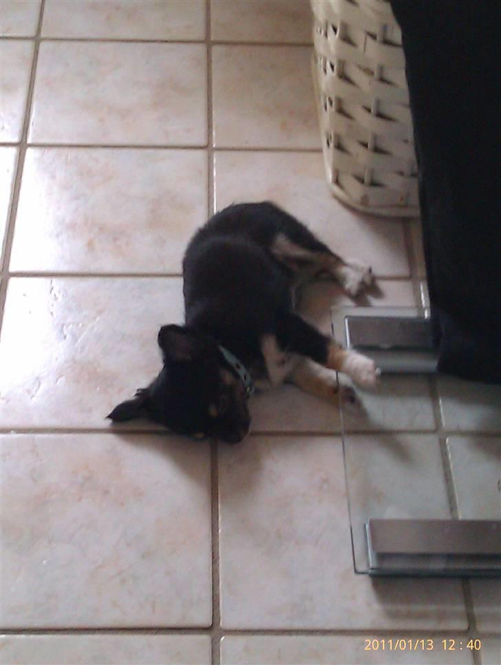 Chihuahua Benji - (Basse) - Weee - der er varme i badeværelsesgulvet billede 7