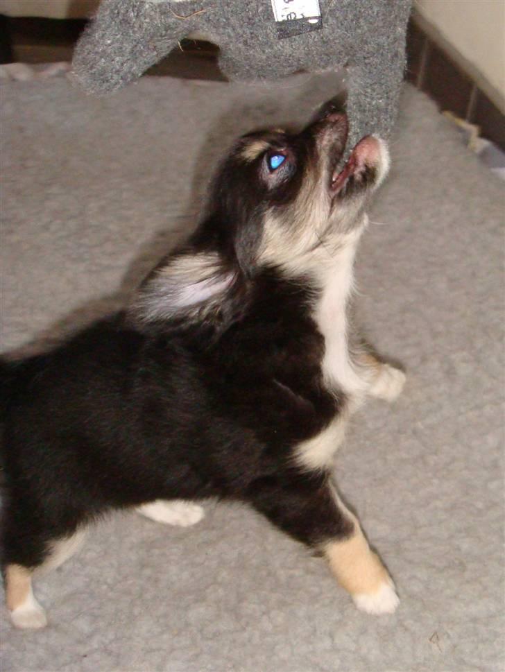 Chihuahua Benji - (Basse) - Min lille IPO hund ;-) billede 8