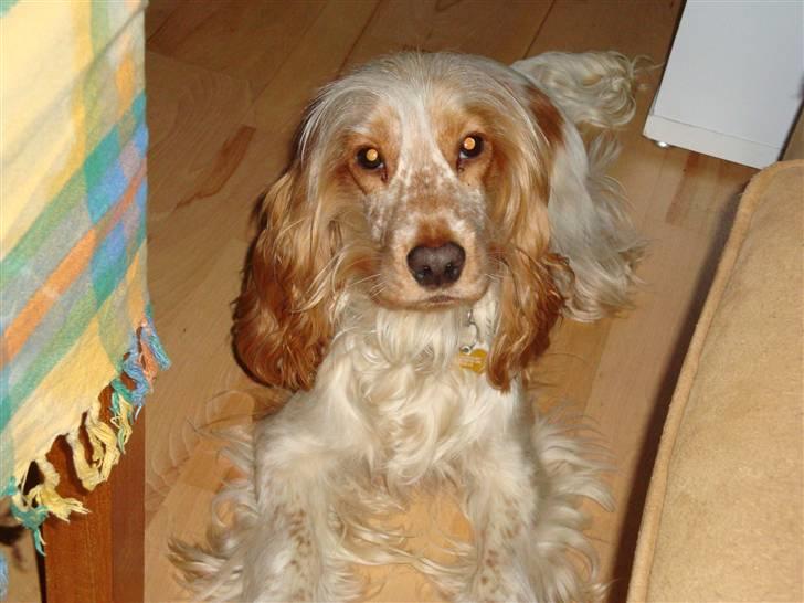 Cocker spaniel Stuart billede 8