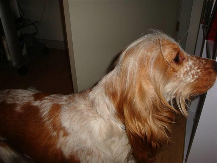 Cocker spaniel Stuart billede 9