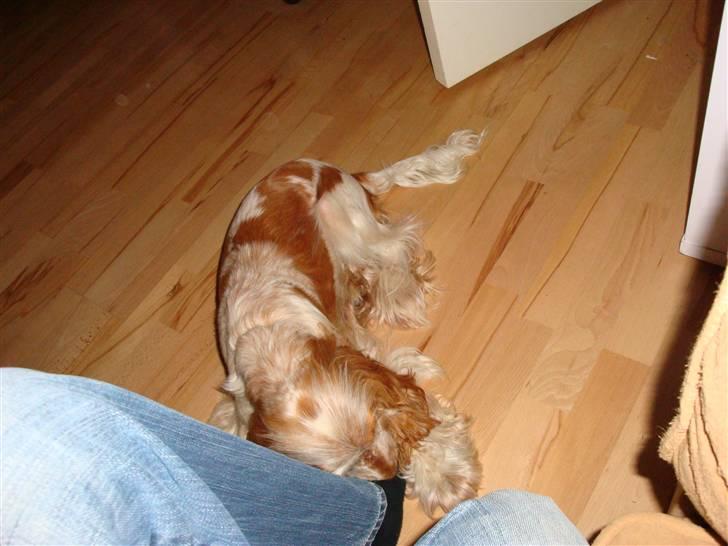 Cocker spaniel Stuart billede 10