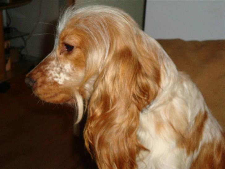 Cocker spaniel Stuart billede 11