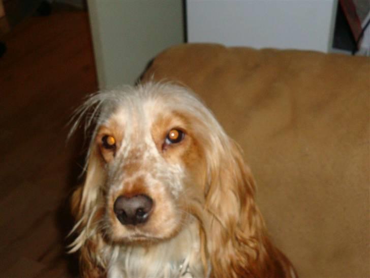 Cocker spaniel Stuart billede 12