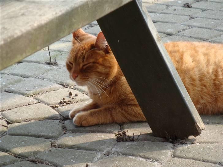 Cocker spaniel Stuart - En god legekammerat billede 13