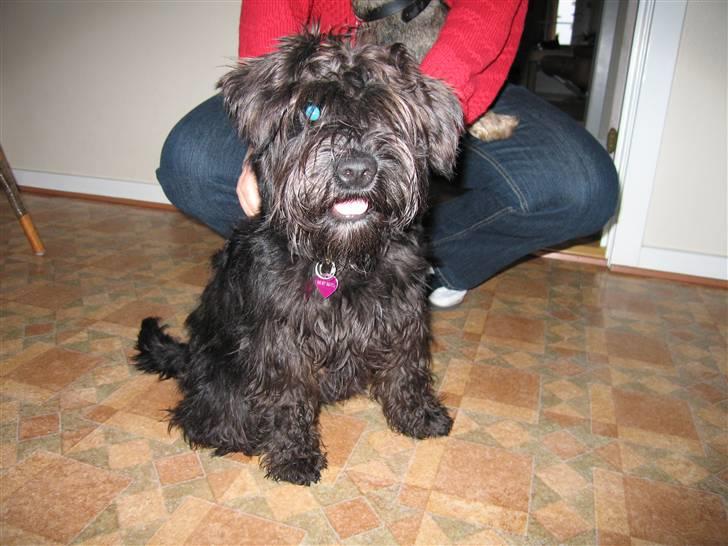 Dvaergschnauzer Thelma billede 1