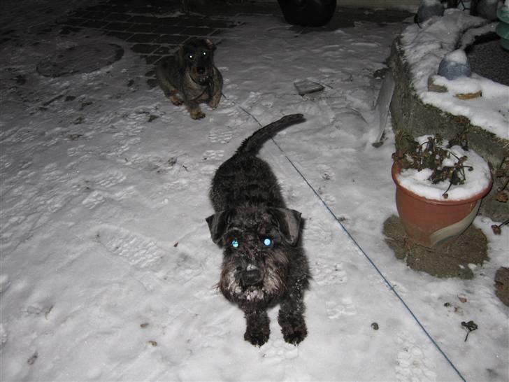 Dvaergschnauzer Thelma billede 2