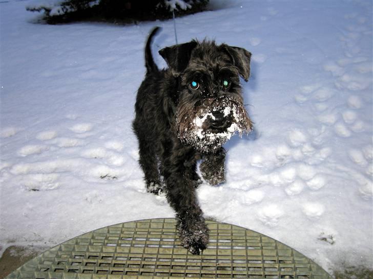 Dvaergschnauzer Thelma billede 3