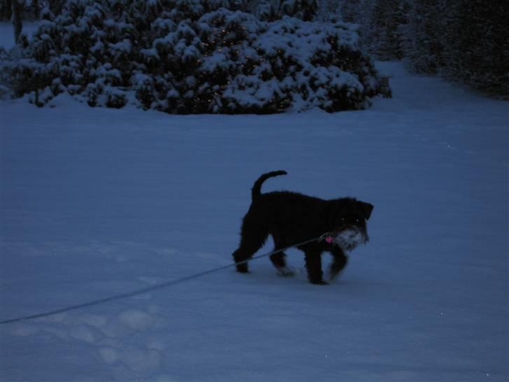 Dvaergschnauzer Thelma billede 4