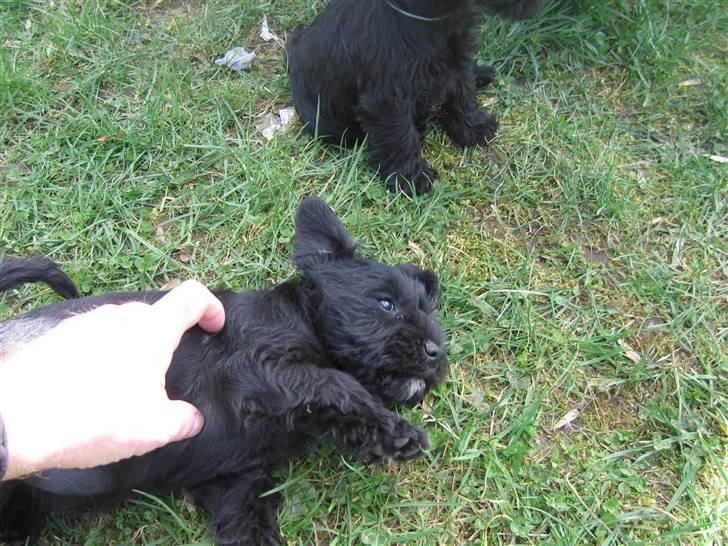 Dvaergschnauzer Thelma billede 5