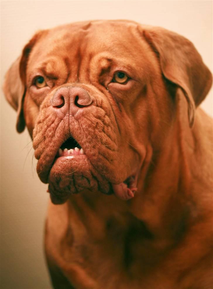 Dogue de bordeaux FRESZKA Lacrima Heliandum - Freszka 20 mdr  billede 13