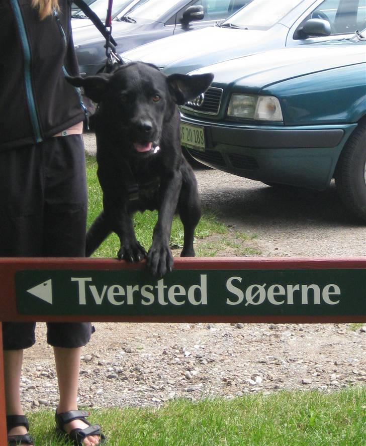 Labrador retriever  |Sally - Foto:Amalie Klim Hansen billede 21