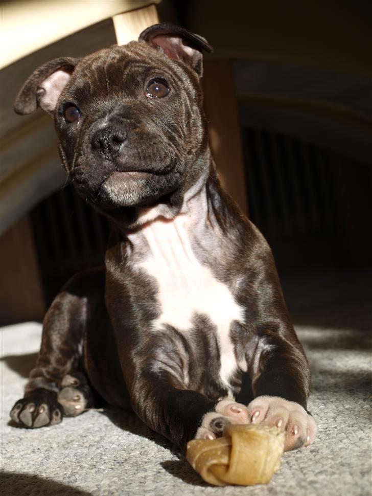 Staffordshire bull terrier Albert billede 3