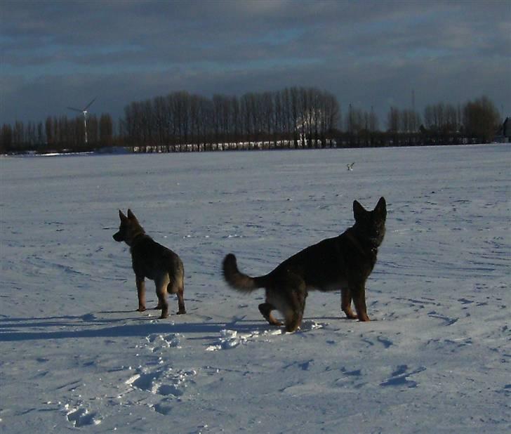 Schæferhund Team Kenzally Bascha - Bascha og Kenzo en tur på marken og nyde sneen : ) billede 3