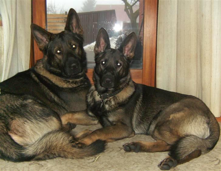 Schæferhund Team Kenzally Bascha - Dejligt at kunne putte med storebror billede 4