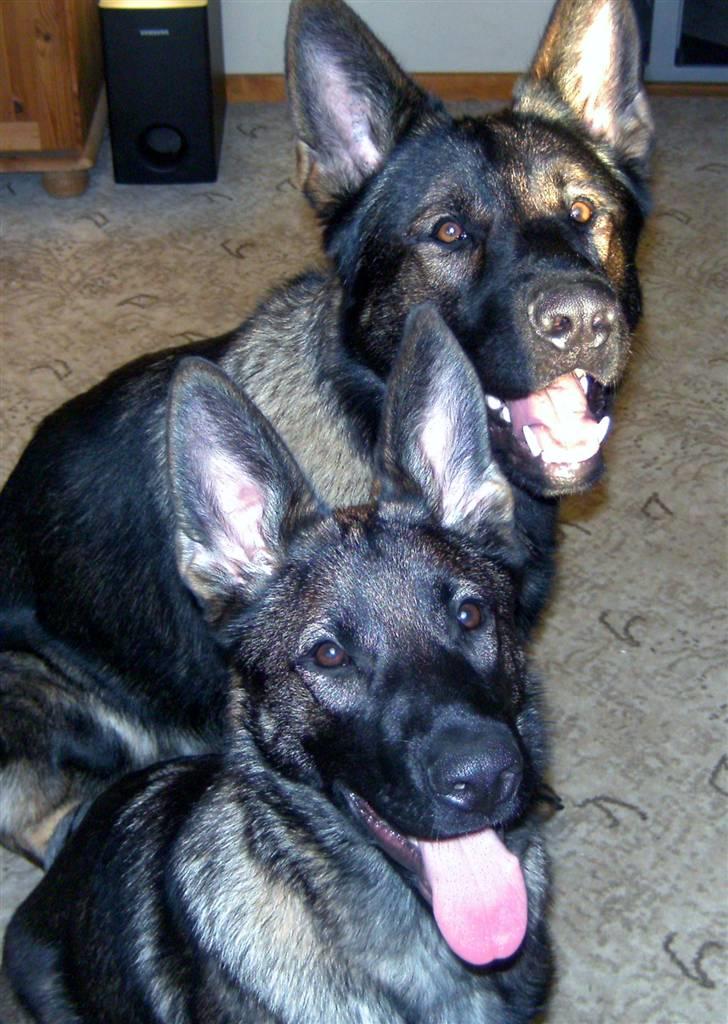 Schæferhund Team Kenzally Bascha - Det smukke halv søskende par, Bascha og Kenzo billede 5