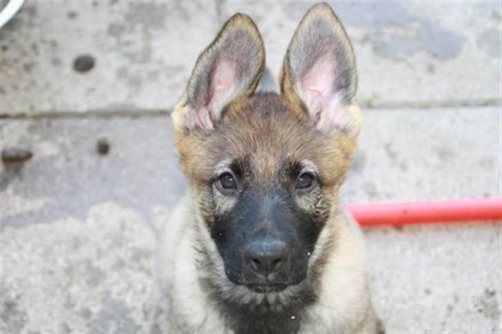Schæferhund Team Kenzally Bascha - Da Bascha var helt lille..   billede 6