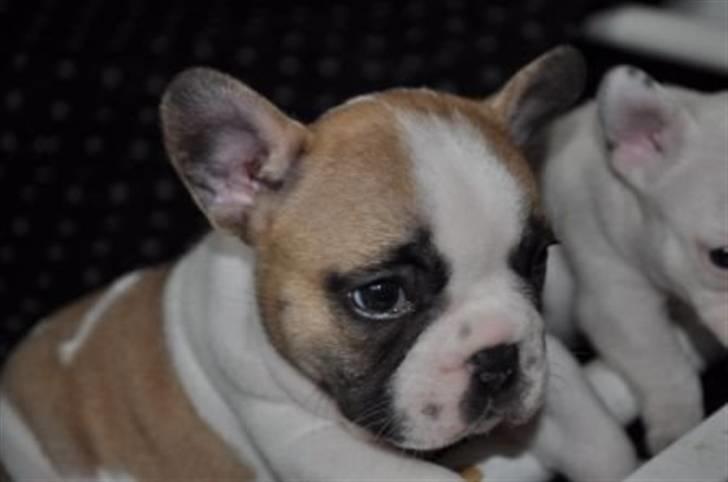 Fransk bulldog Walter - 4 uger gammel billede 13