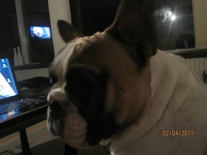 Fransk bulldog Walter billede 14