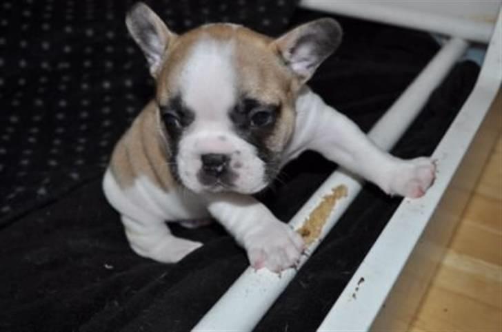 Fransk bulldog Walter - 4 uger gammel billede 15