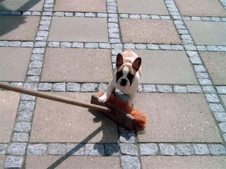 Fransk bulldog Walter - skal jeg hjælpe? billede 16