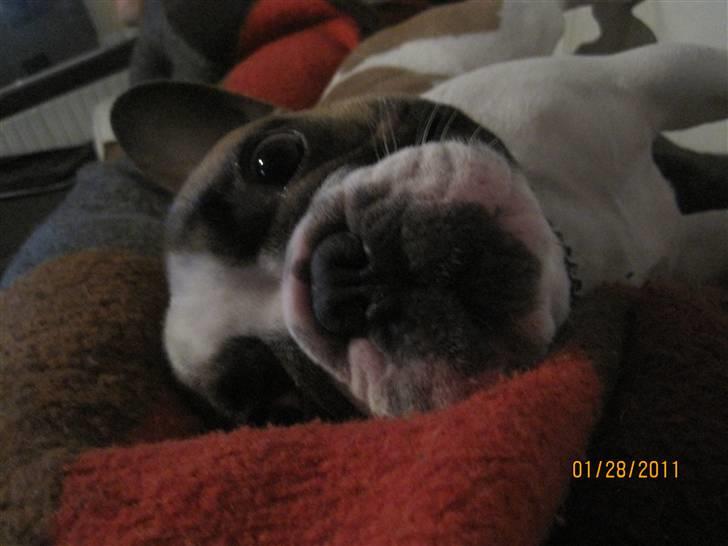 Fransk bulldog Walter - var der nogen der sagde noget billede 17