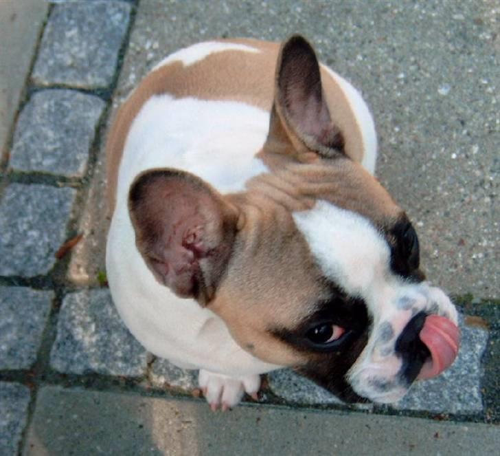 Fransk bulldog Walter billede 18