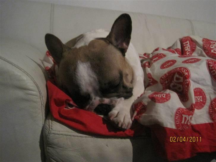 Fransk bulldog Walter - jeg eeelsker vand billede 19