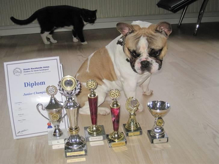 Fransk bulldog Walter - nøj...er det mine billede 20