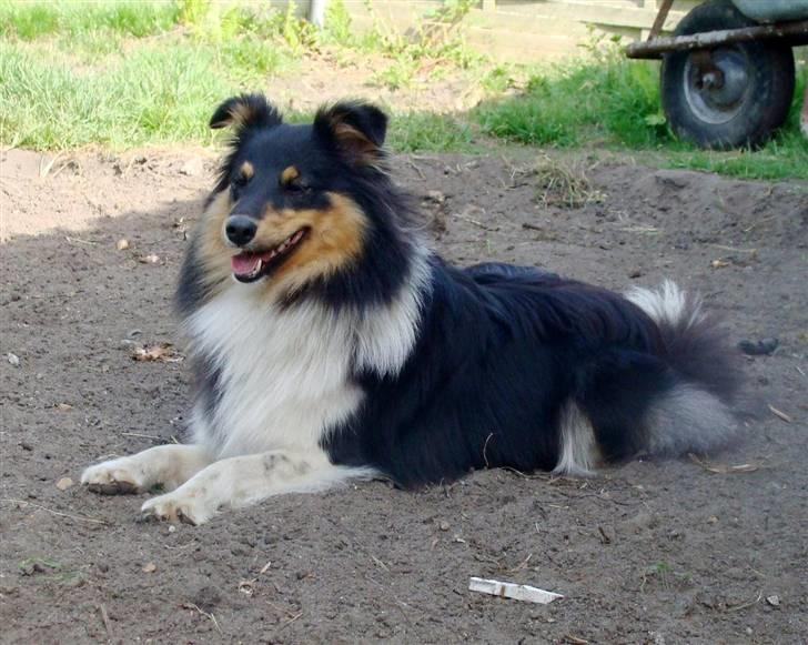Shetland sheepdog bimmer malou (kida ) - dejlig sommer i haven billede 6