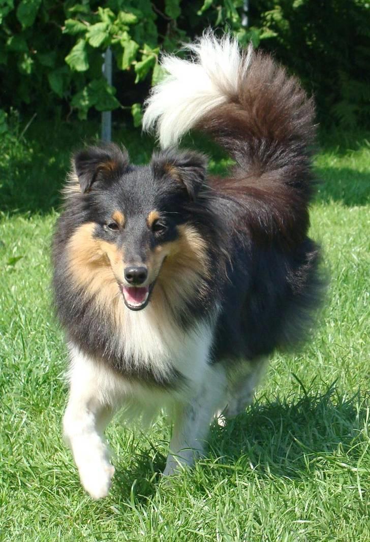Shetland sheepdog bimmer malou (kida ) - se mig a dog det billed  billede 7