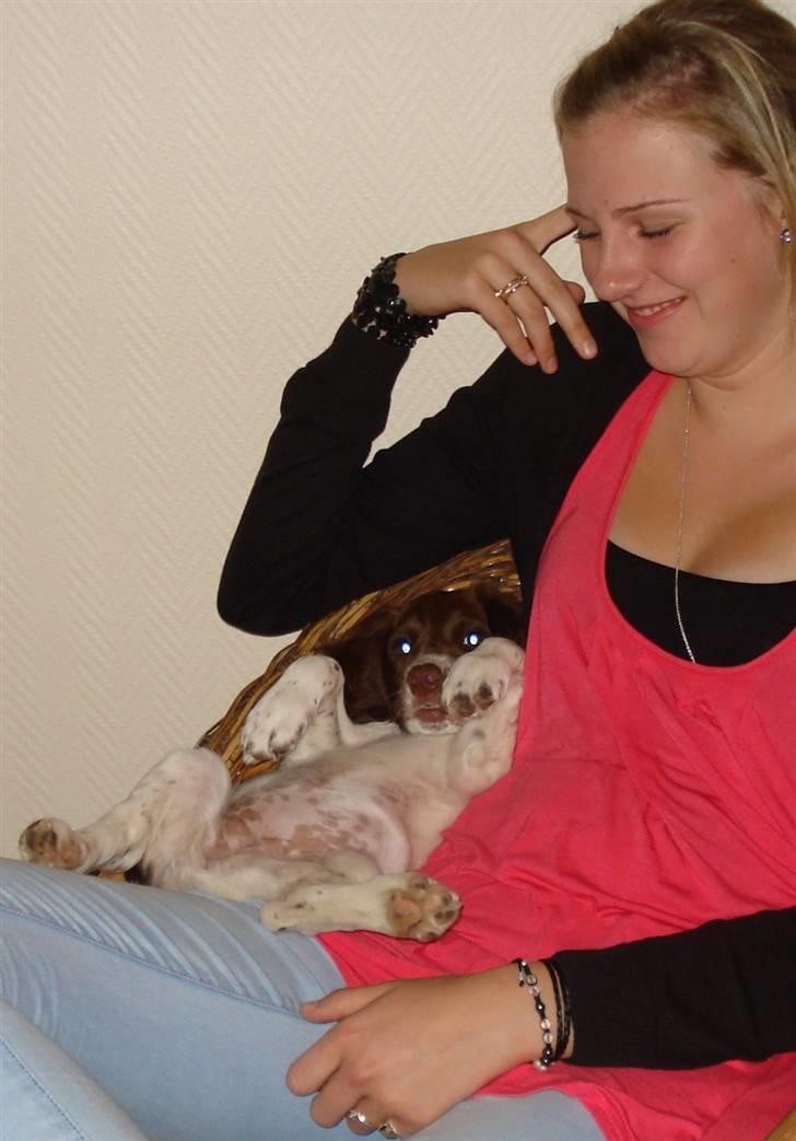 Field Trial spaniel Molly billede 13