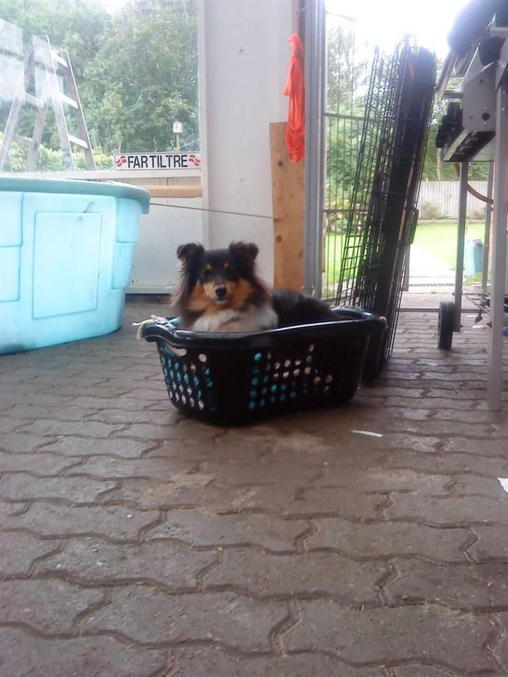 Shetland sheepdog bimmer malou (kida ) - så skal det vaskes hund ikk tøj hehe billede 9