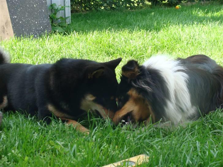 Shetland sheepdog bimmer malou (kida ) - uno du skal sku ikk tage mit ben billede 8