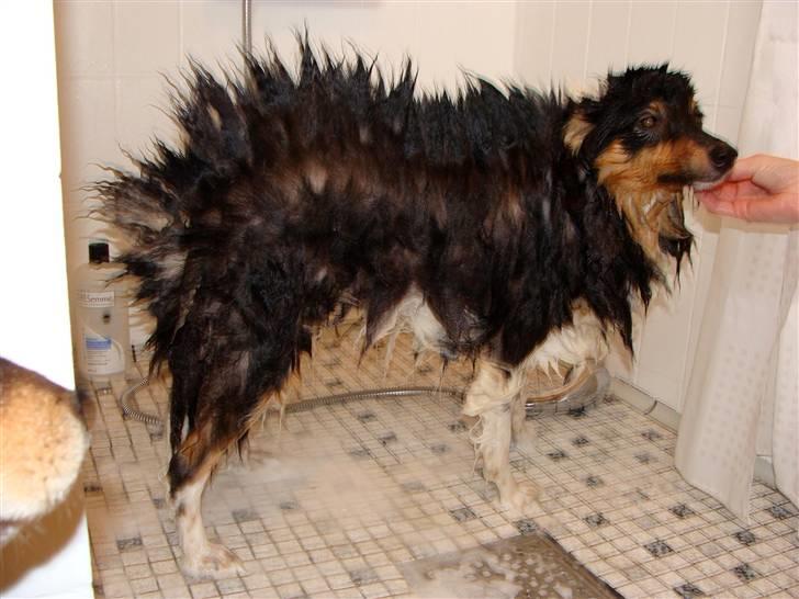 Shetland sheepdog bimmer malou (kida ) - ad vand det er bare ikke iorden  billede 11