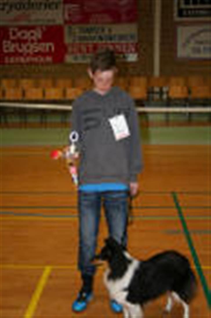 Shetland sheepdog bimmer malou (kida ) - min ene bror til barnoghund de vandt  billede 12