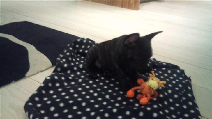 Fransk bulldog Ozzy billede 1