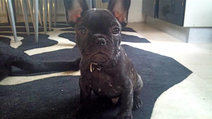 Fransk bulldog Ozzy billede 2